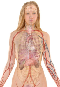 anatomy, woman, physical exam, health problems, central nervous system